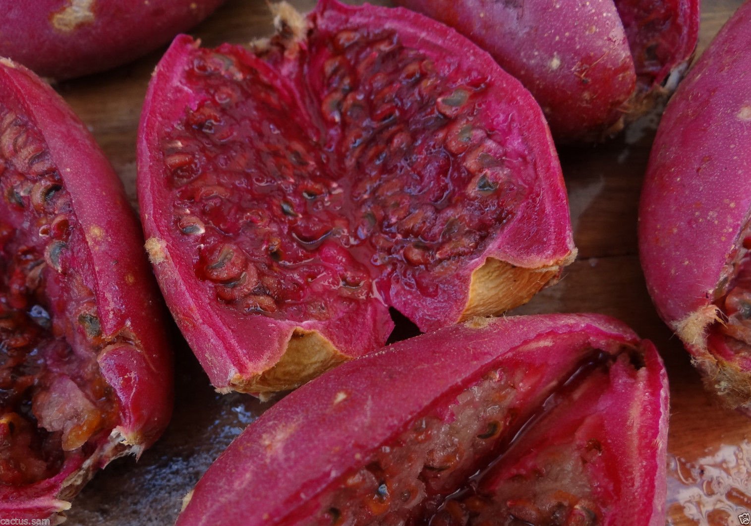 Prickly (pear cactus Opuntia engelmannii pink) for planting in garden